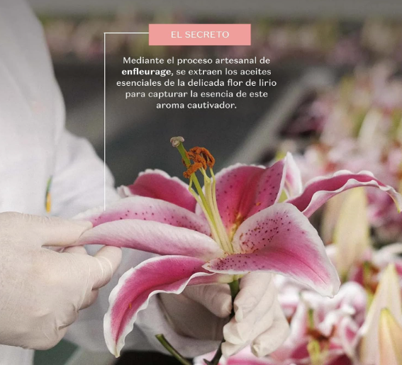 O Boticário Lily Set Regalo Perfume y Cuidado de la Piel con 3 Productos
